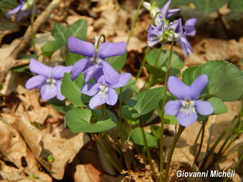 Parco del Ticino - Viola riviniana